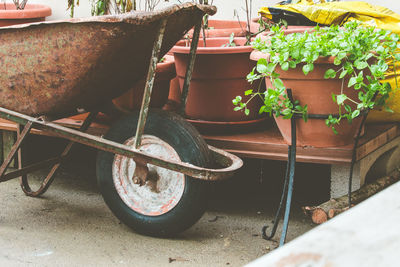 Close-up of potted plants in yard