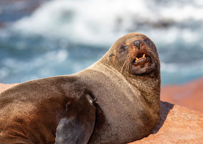 Fur seal basking