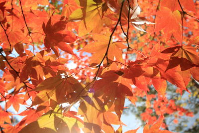 Close-up of maple leaves on tree