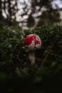 Close-up of red mushroom growing on field