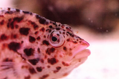 Close-up of fish in aquarium