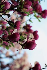 Close-up of berries growing on tree against sky