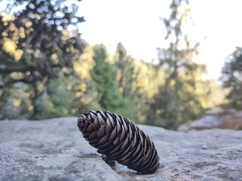 Close-up of pine cone on rock