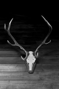 Close-up of animal skull hanging on wood