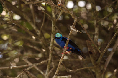 Close-up of bird perching on branch