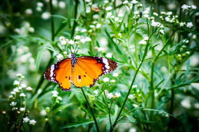 Close-up of butterfly on plant