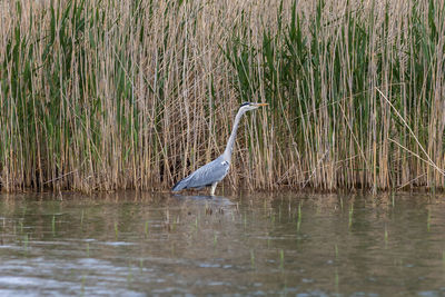 High angle view of gray heron on lake