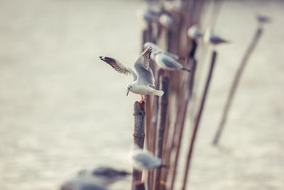 Seagull flying over sea