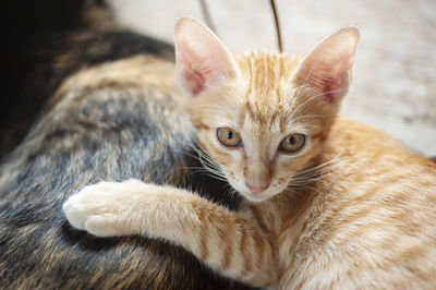 Close-up portrait of a kitten