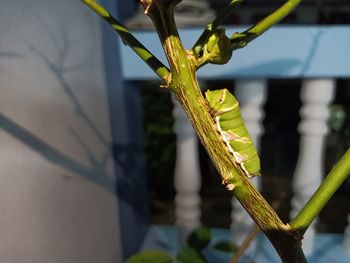 Close-up of insect on plant