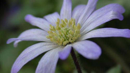 Close-up of purple flowering plant