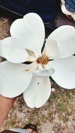 Close-up of white flowers