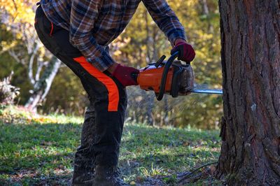 Arborist cutting a tree with chainsaw