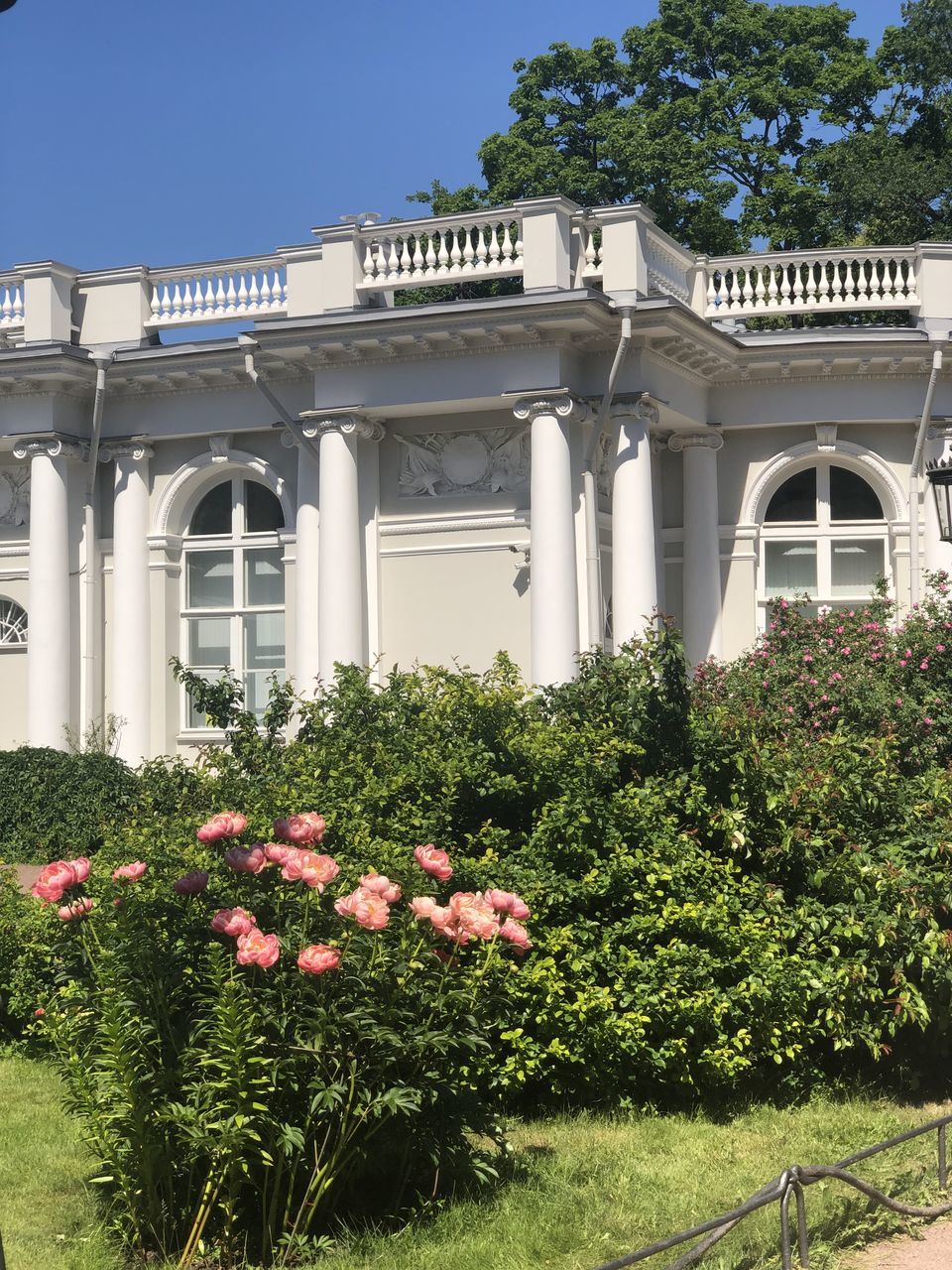 PINK FLOWERING PLANTS BY BUILDING