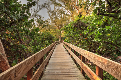 Wooden footbridge in forest