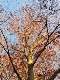 Low angle view of tree against sky during autumn