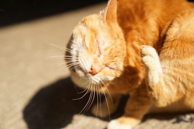 High angle view of of cat scratching