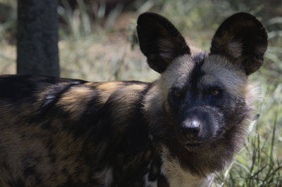 Close-up portrait of a dog