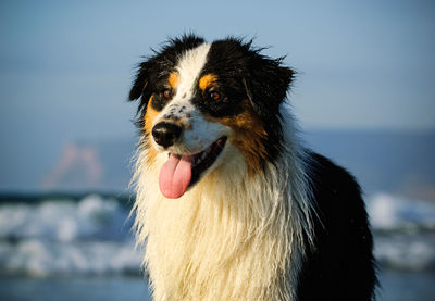 Australian shepherd sticking out tongue