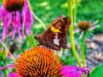 Close-up of butterfly on purple flower