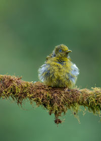 Bird perching on a branch