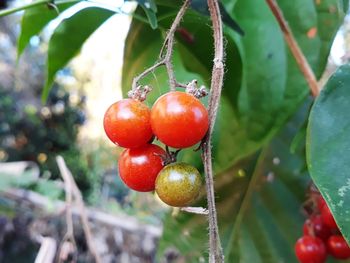 Close-up of cherries on tree