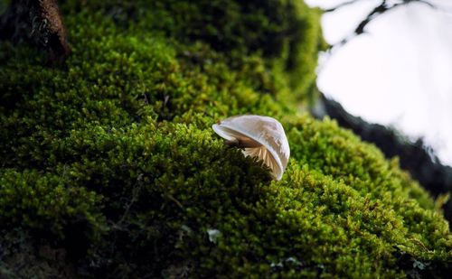 Plant growing in forest
