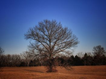 Bare trees on field against clear blue sky