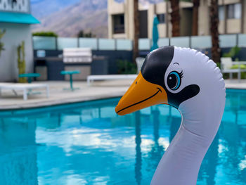 Close-up of a swan pool float and a swimming pool