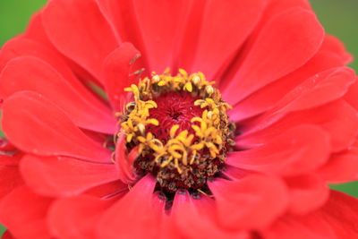 Close-up of red flower