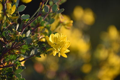 Close-up of yellow flowering plant