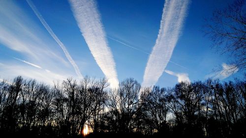 Low angle view of trees against blue sky