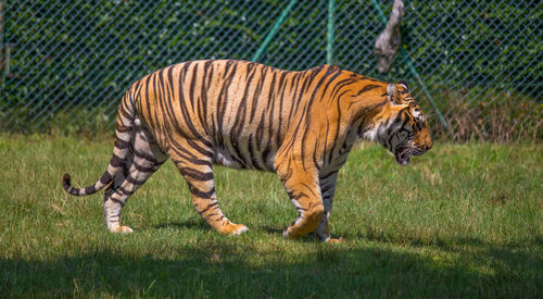 Full length of a cat walking in zoo