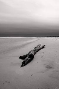 Driftwood on beach