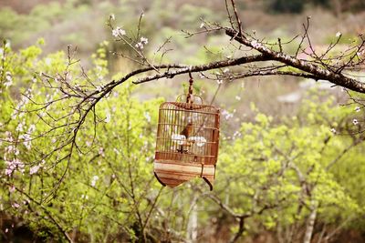 Bird in cage hanging on branch