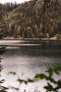 Scenic view of lake in forest