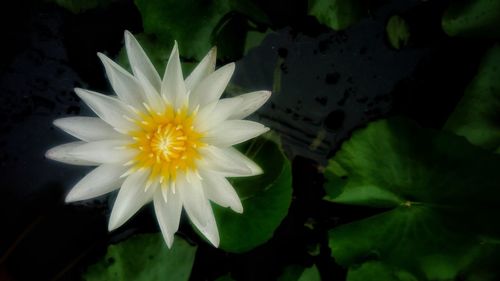 Close-up of yellow flower blooming outdoors