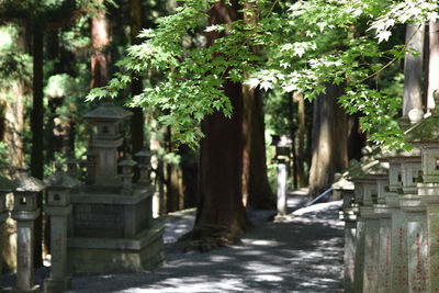 Street amidst trees and plants