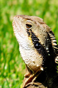 Close-up of australian water dragon