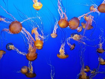 Jellyfish swimming undersea