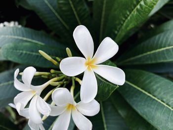 Close-up of white flowering plant