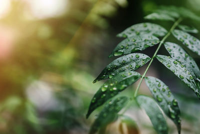 Close-up of raindrops on leaves