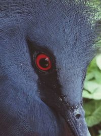 Close-up portrait of bird