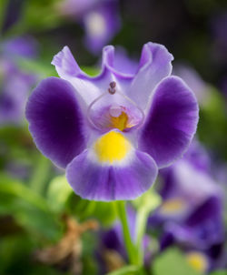 Close-up of purple flower