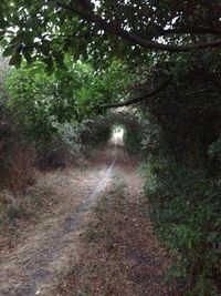 Road passing through forest