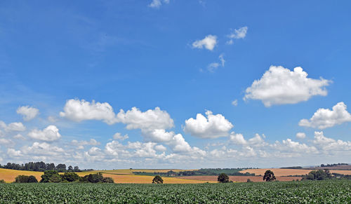 Scenic view of agricultural field against sky