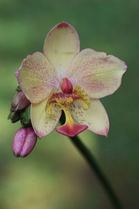 Close-up of pink flower