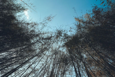 Low angle view of silhouette trees against sky