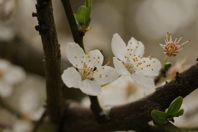 Close-up of white flowering plant