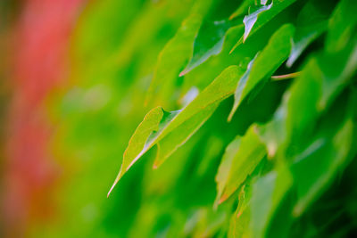 Close-up of green leaves